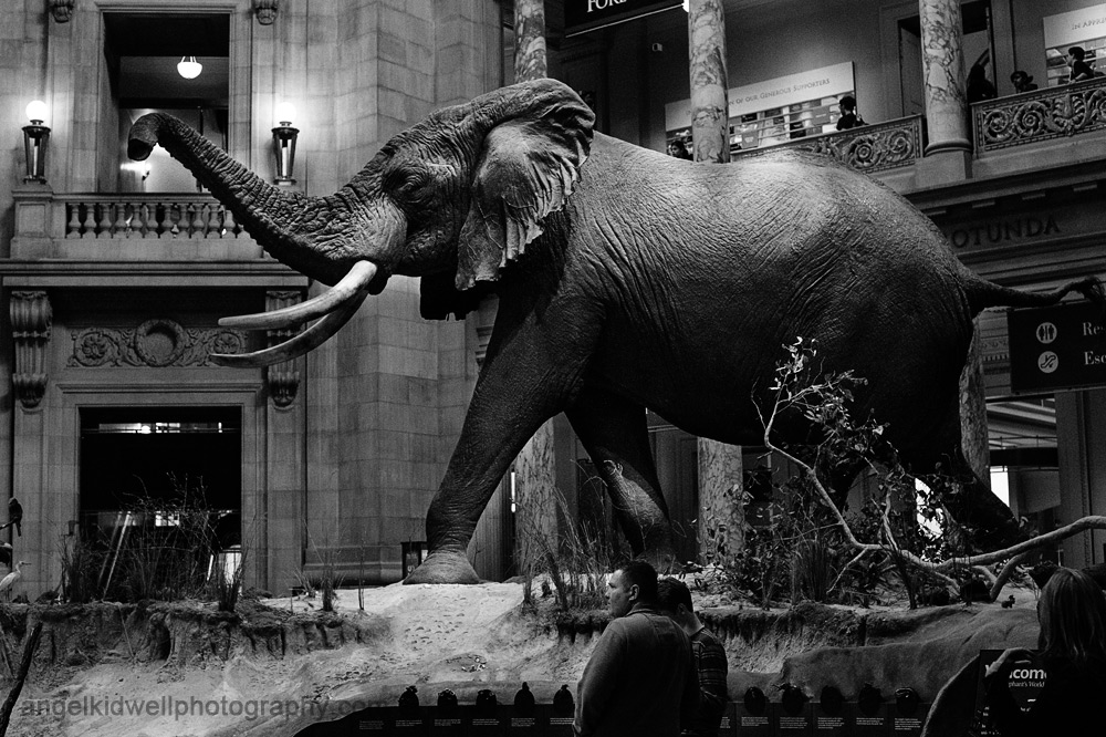 national museum of natural history 1